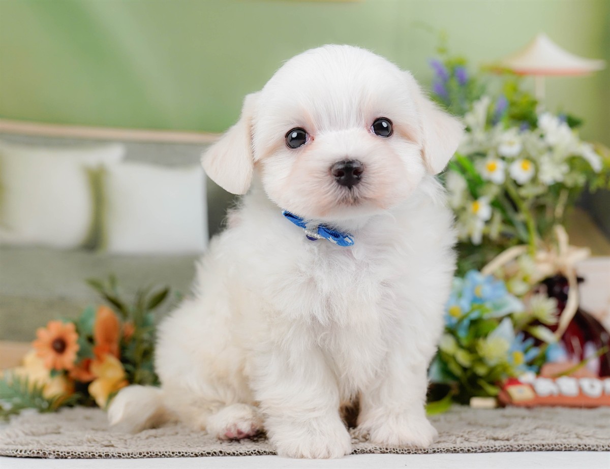 マルチーズ | 男の子 | ホワイト | 2026年2月8日