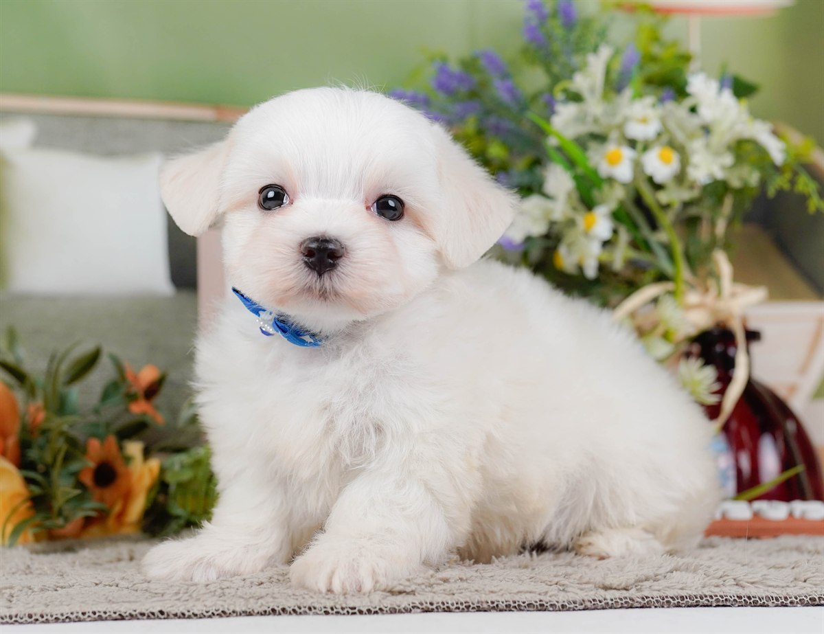 マルチーズ | 男の子 | ホワイト | 2026年2月8日