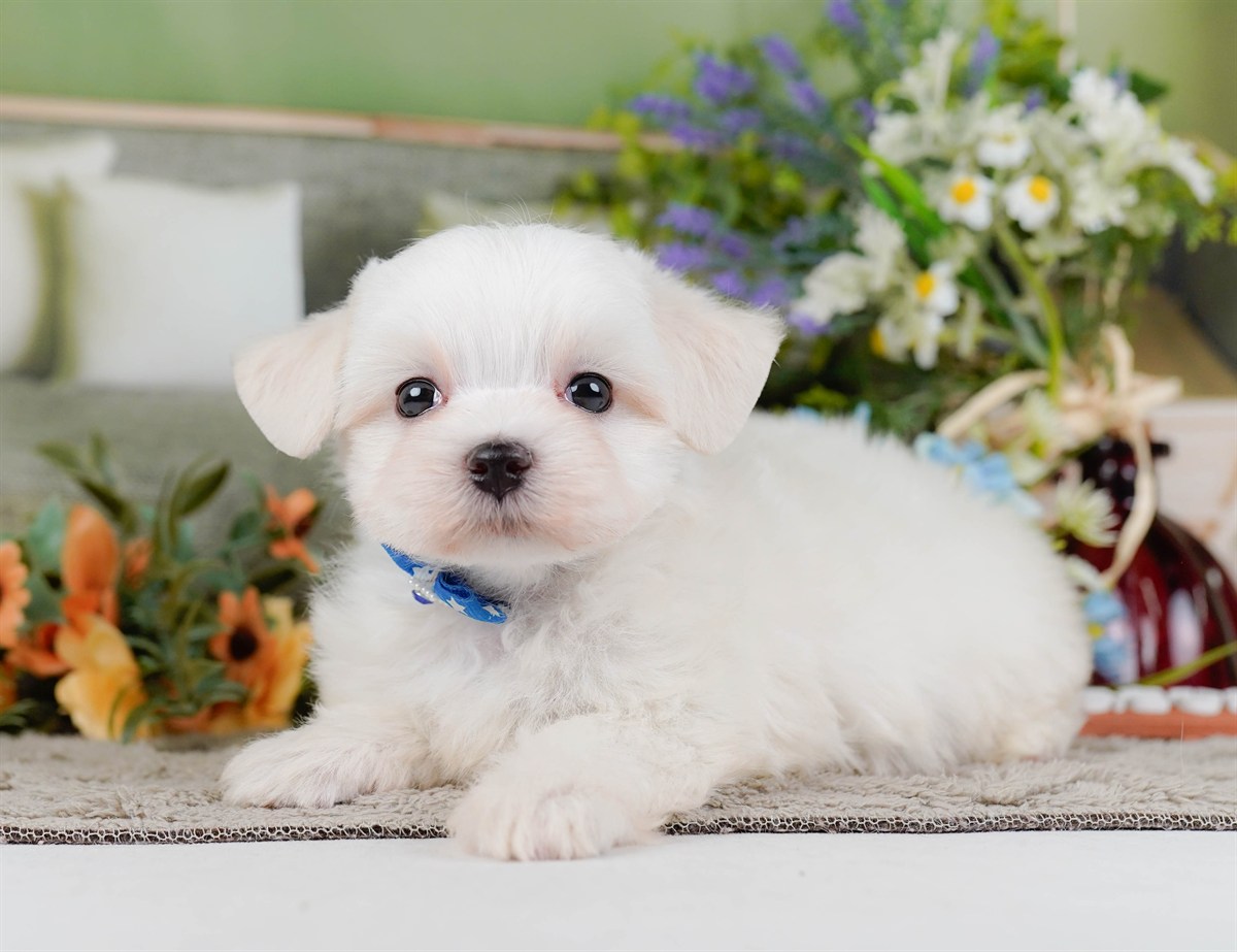 マルチーズ | 男の子 | ホワイト | 2026年2月8日