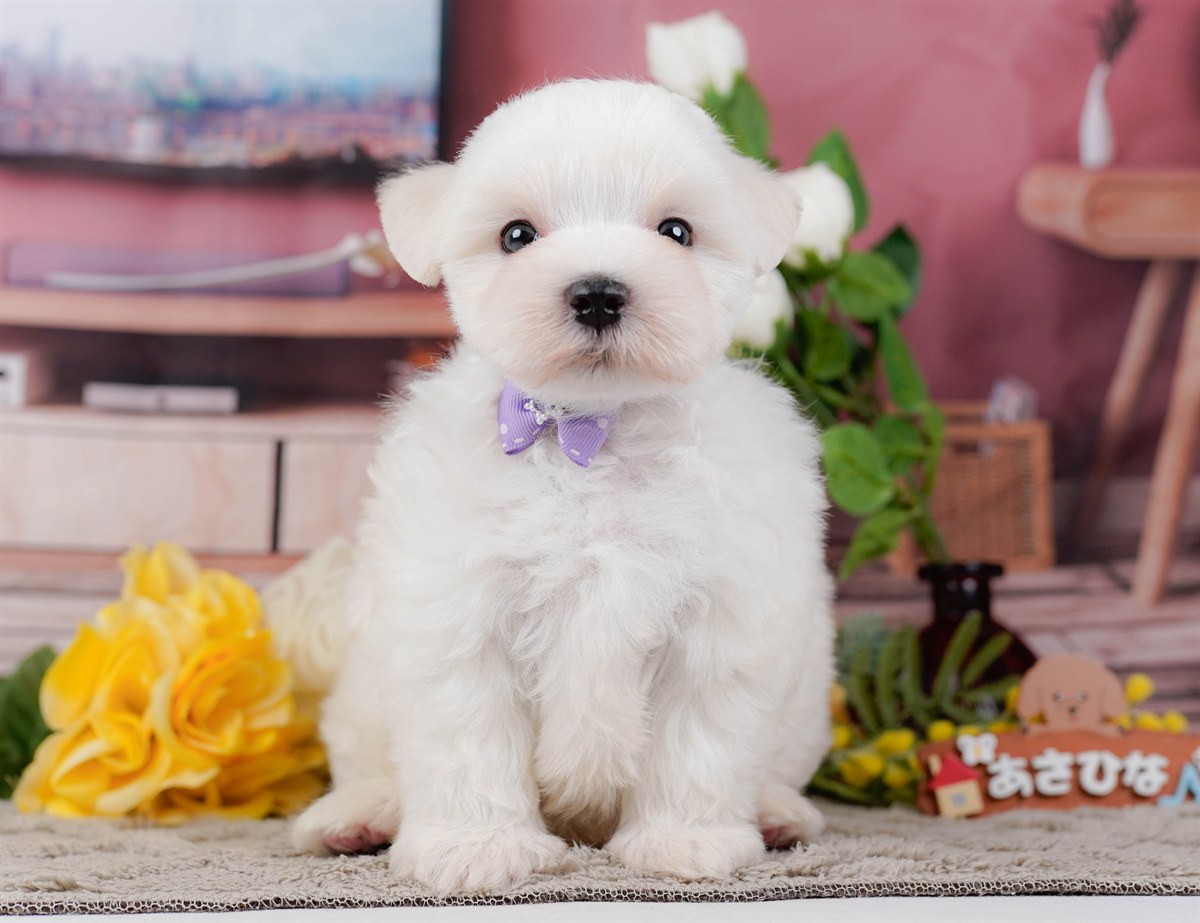 マルチーズ | 男の子 | ホワイト | 2026年2月8日
