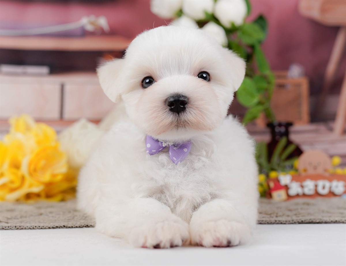 マルチーズ | 男の子 | ホワイト | 2026年2月8日