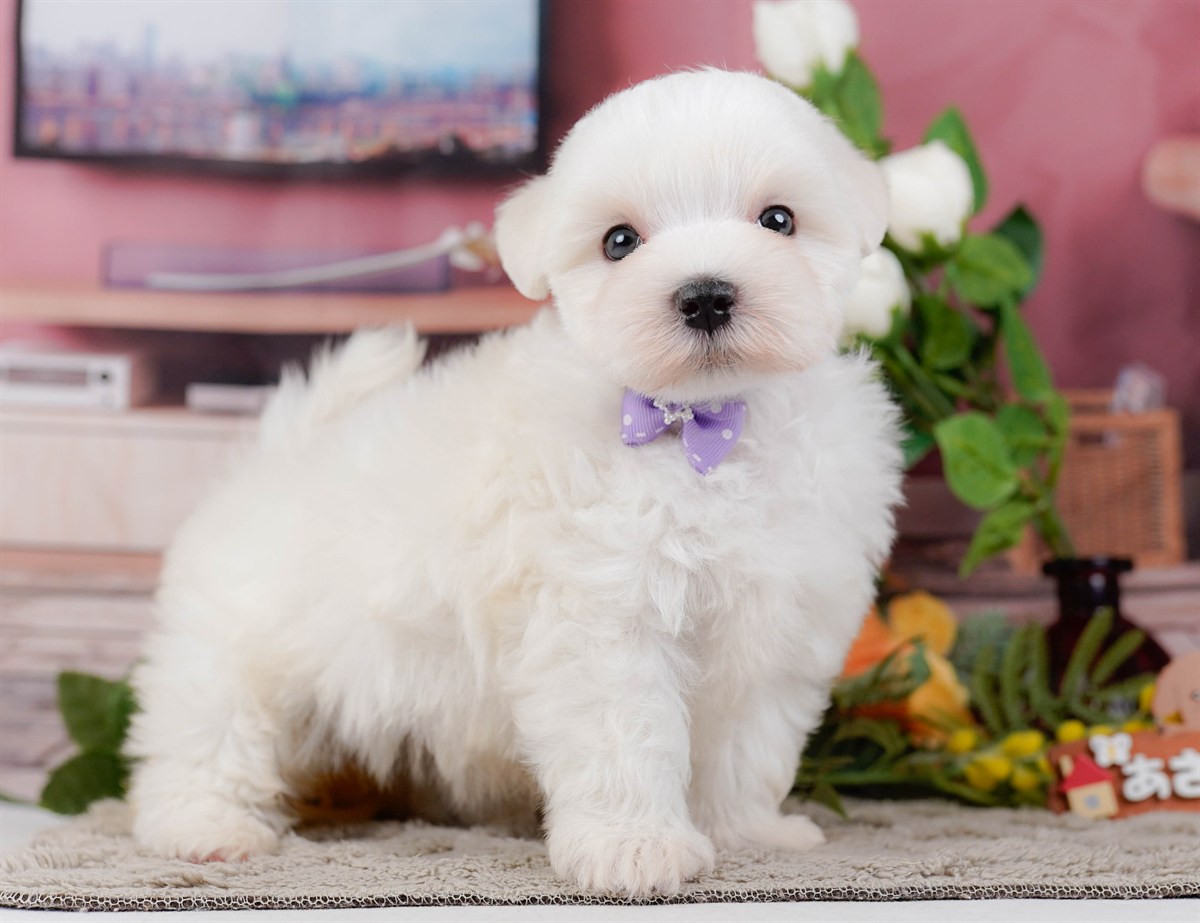 マルチーズ | 男の子 | ホワイト | 2026年2月8日