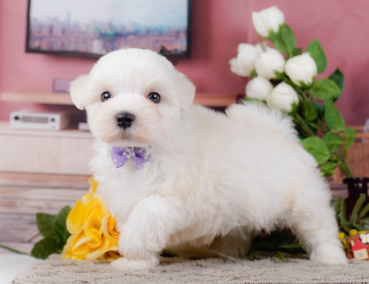 マルチーズ | 男の子 | ホワイト | 2026年2月8日