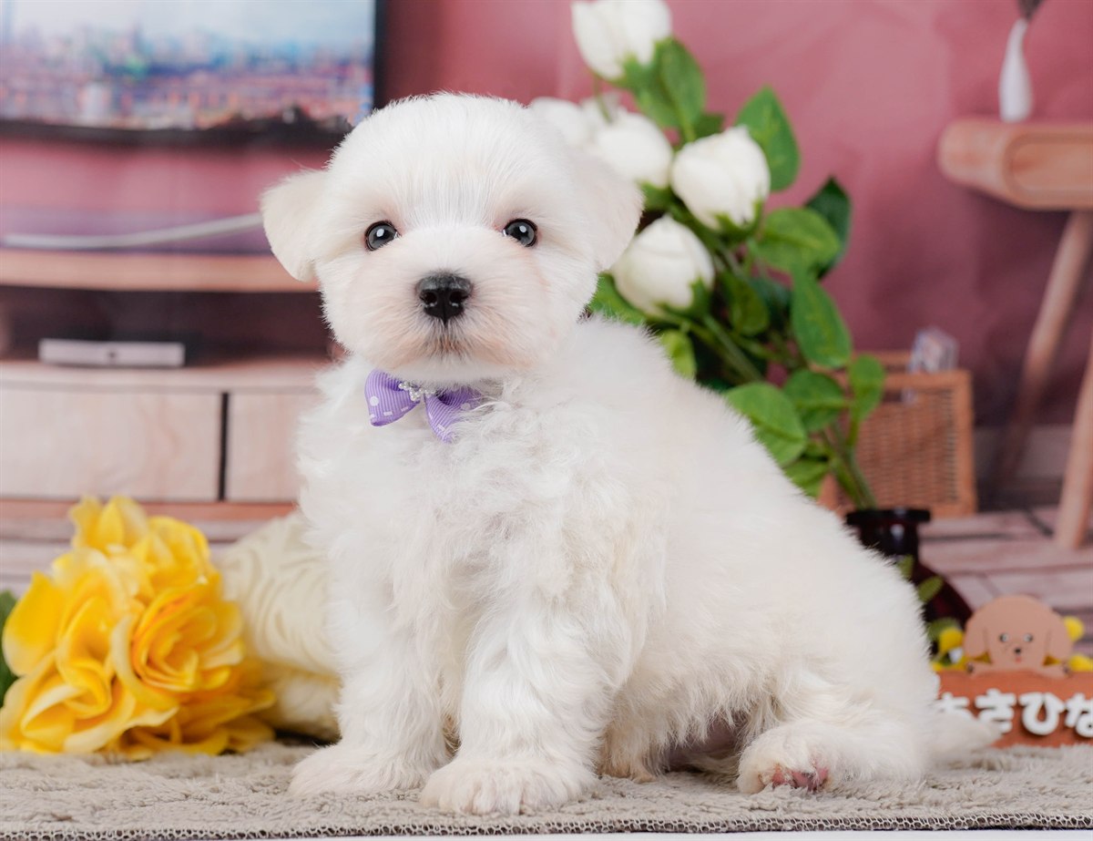マルチーズ | 男の子 | ホワイト | 2026年2月8日
