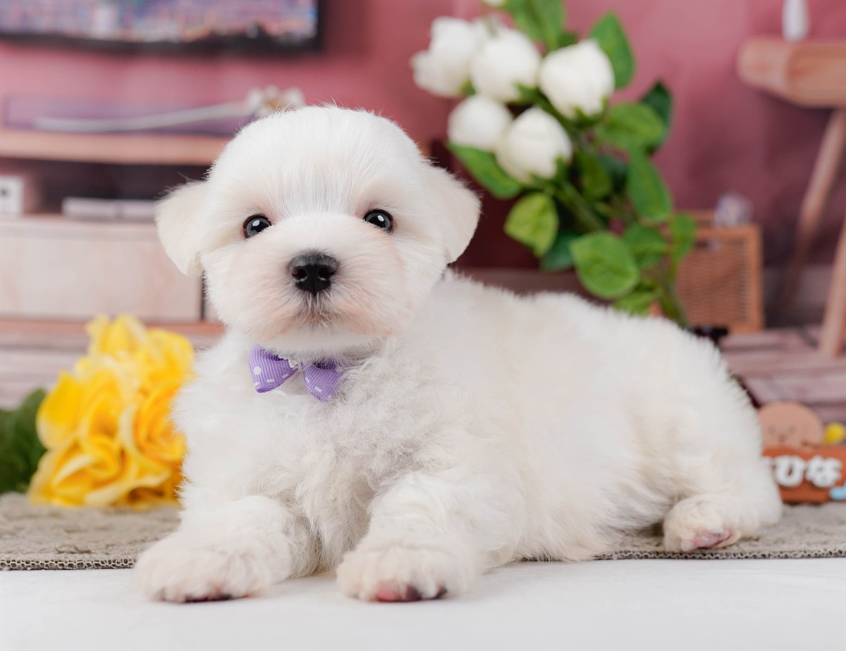 マルチーズ | 男の子 | ホワイト | 2026年2月8日