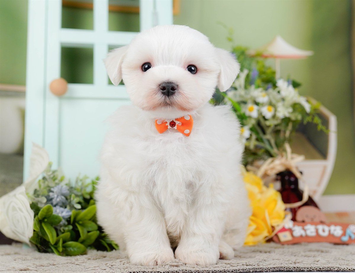 マルチーズ | 男の子 | ホワイト | 2026年2月8日