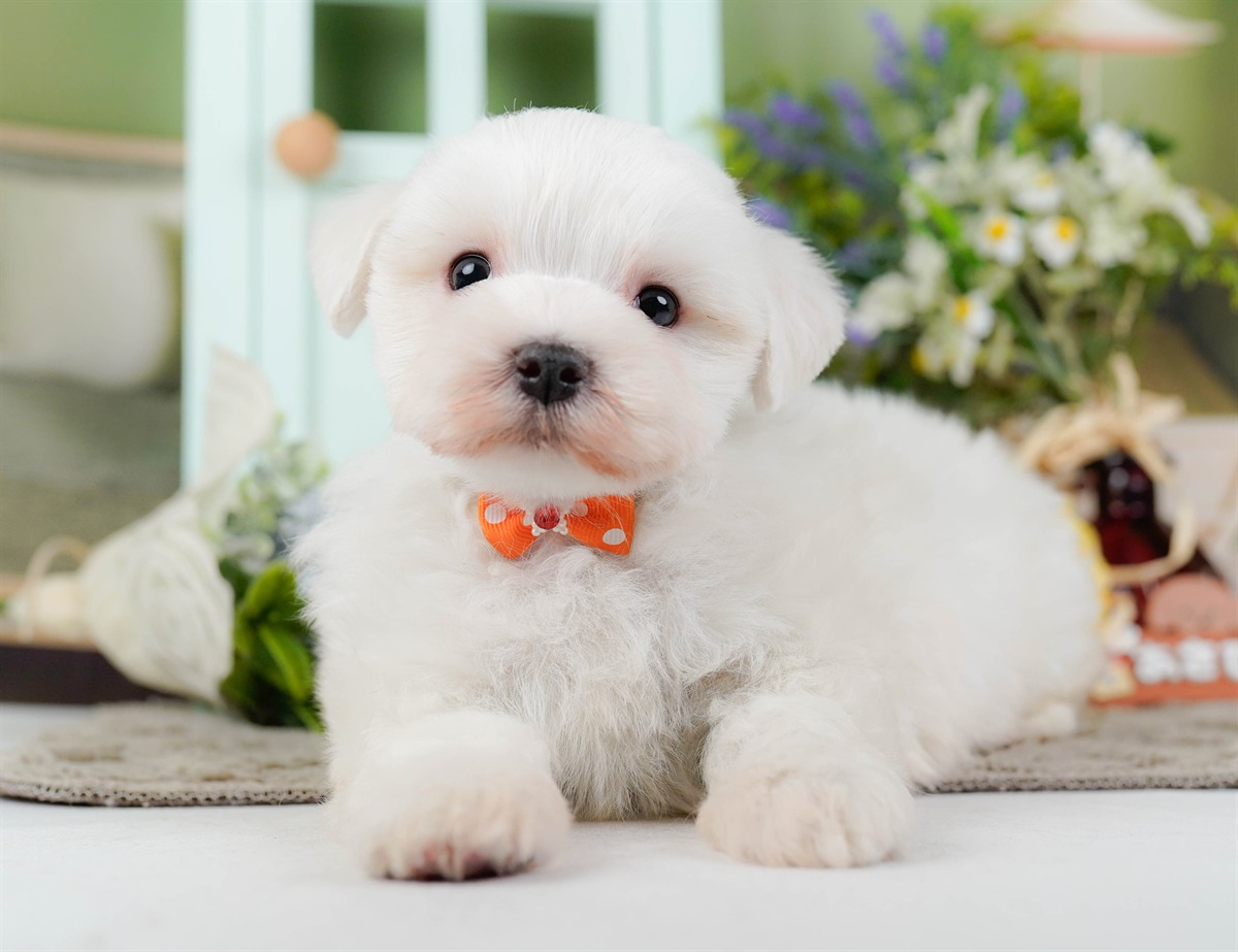 マルチーズ | 男の子 | ホワイト | 2026年2月8日