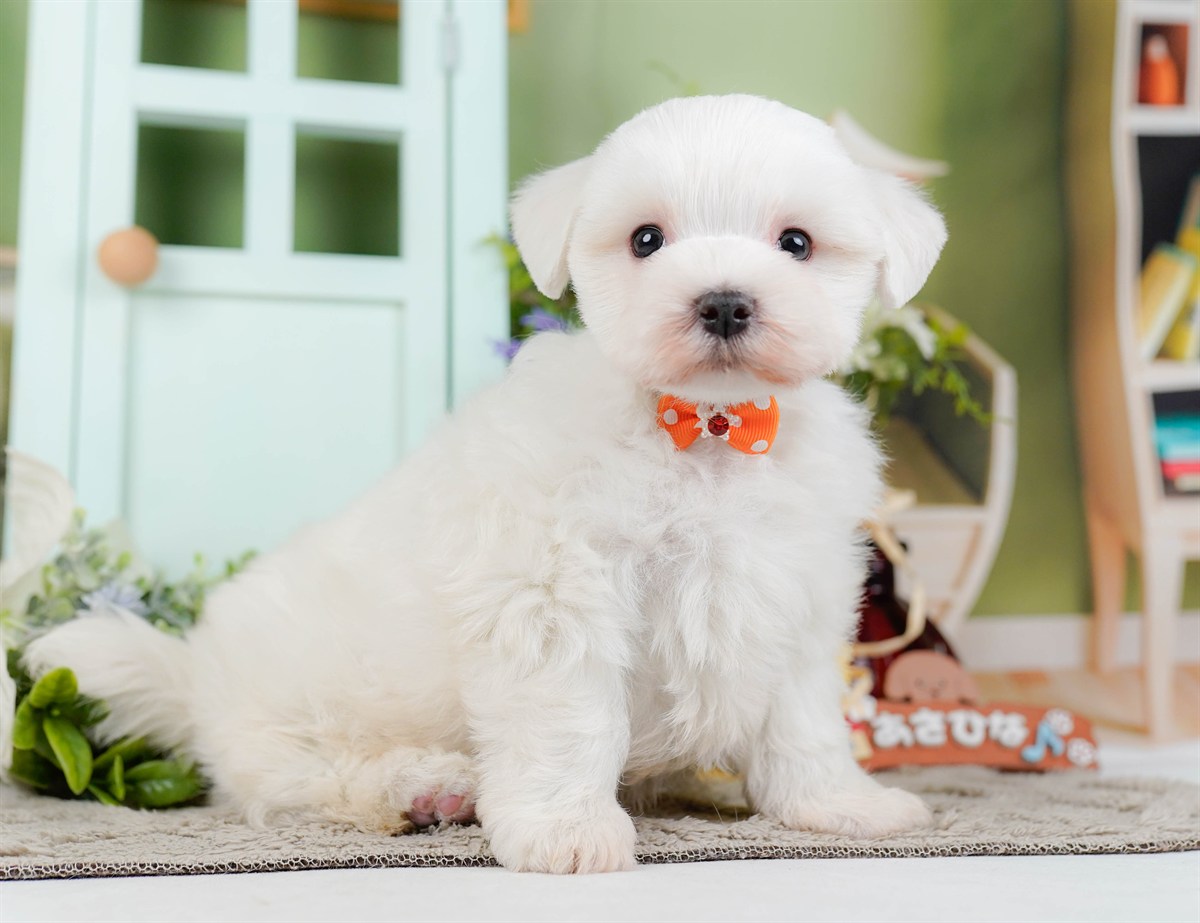 マルチーズ | 男の子 | ホワイト | 2026年2月8日