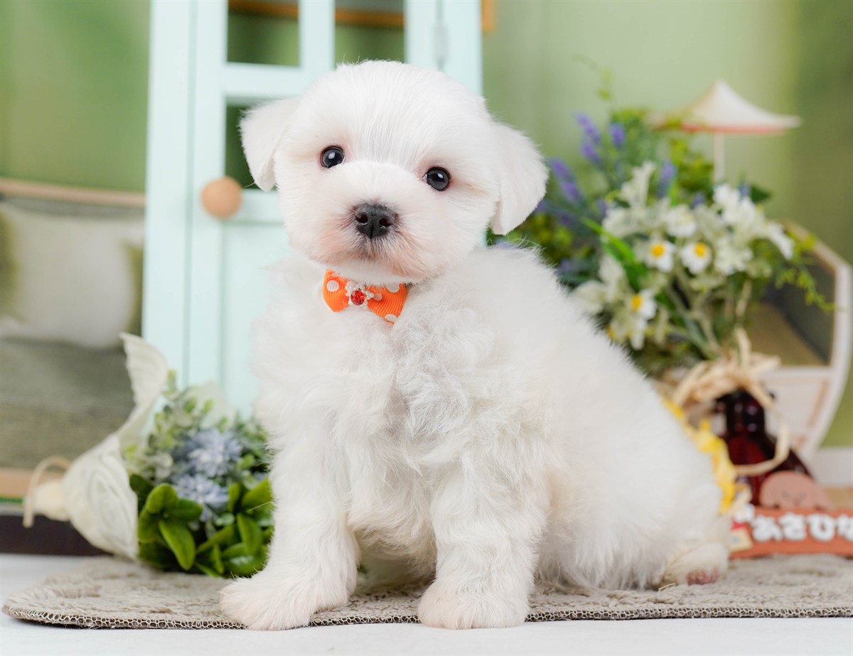 マルチーズ | 男の子 | ホワイト | 2026年2月8日