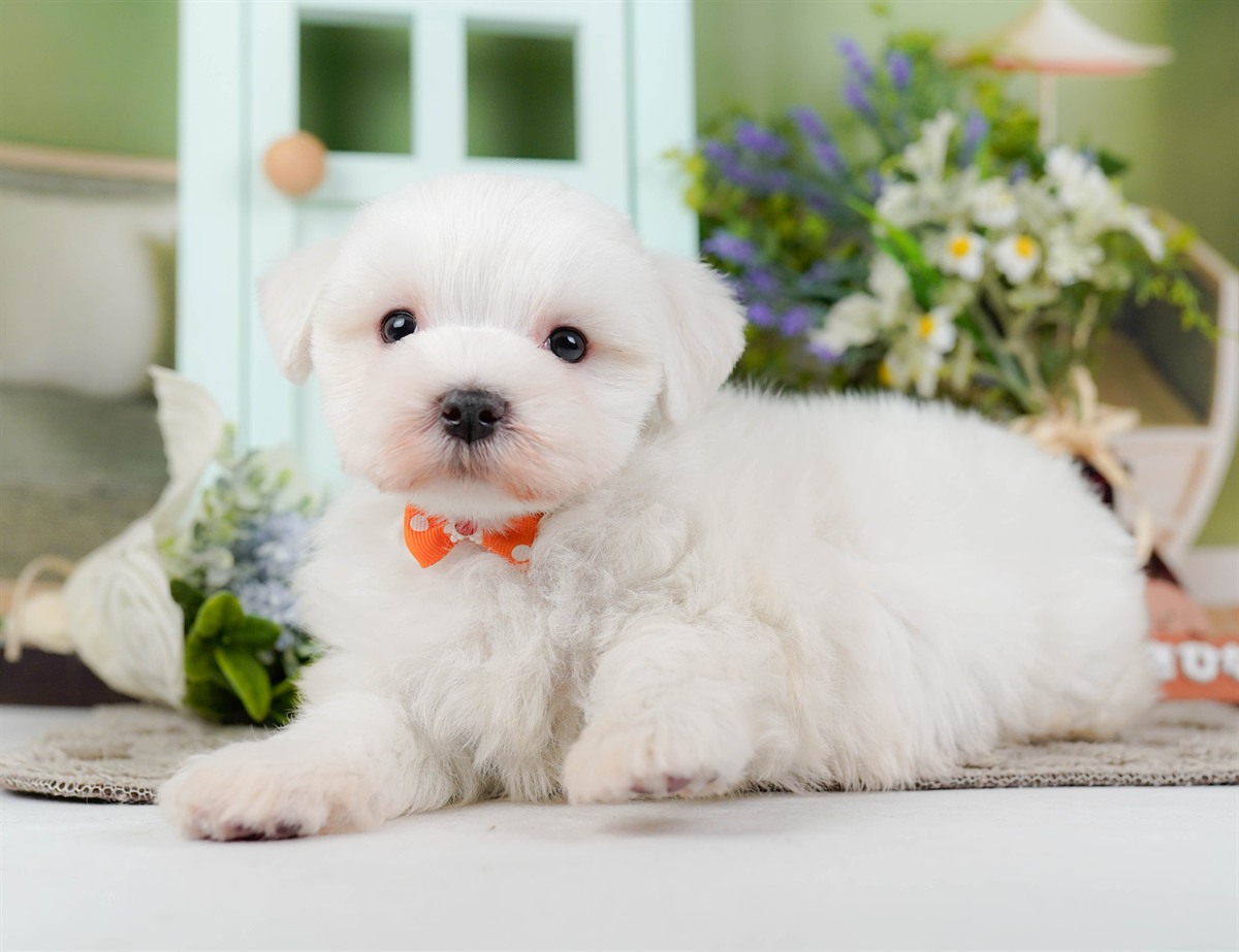 マルチーズ | 男の子 | ホワイト | 2026年2月8日