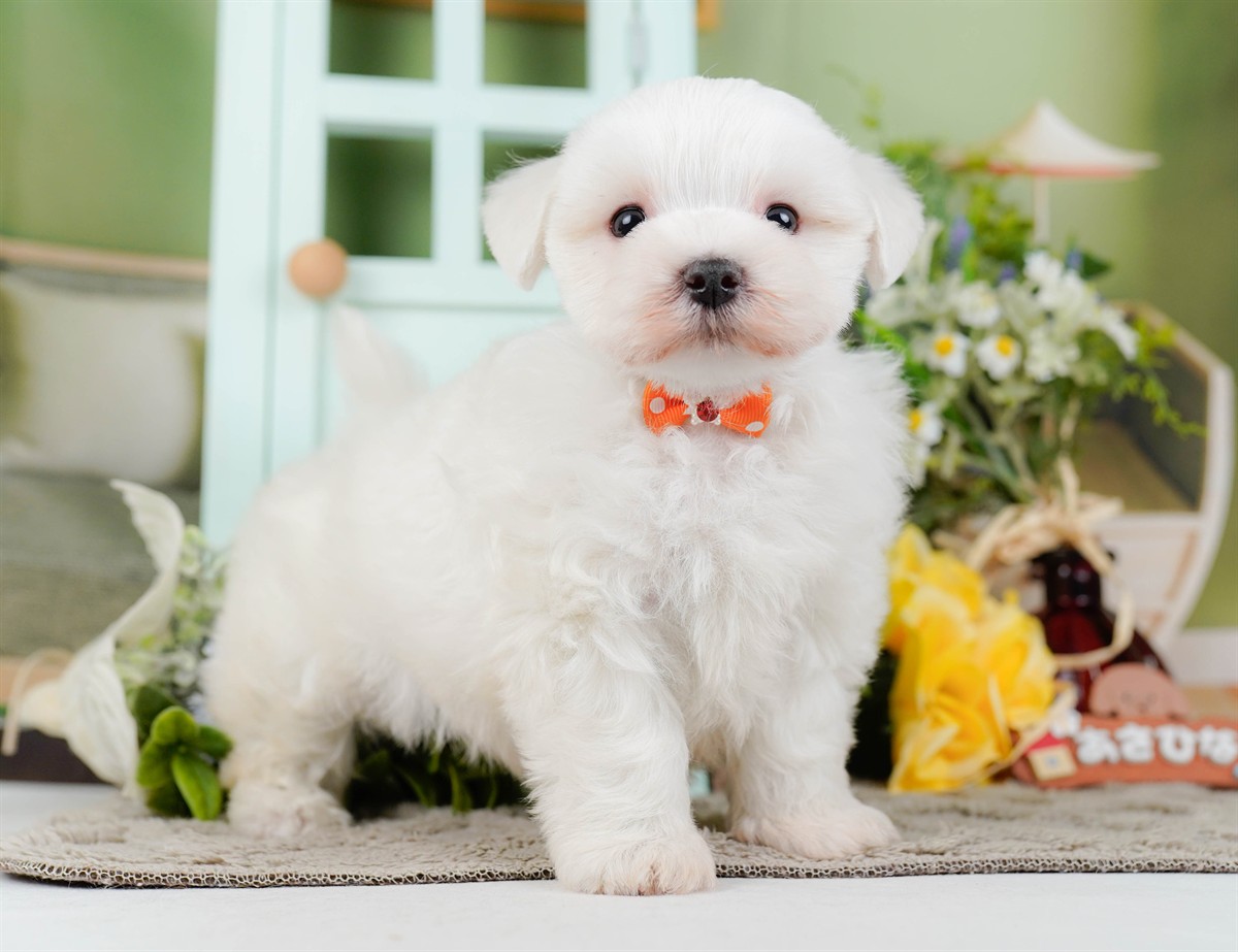 マルチーズ | 男の子 | ホワイト | 2026年2月8日