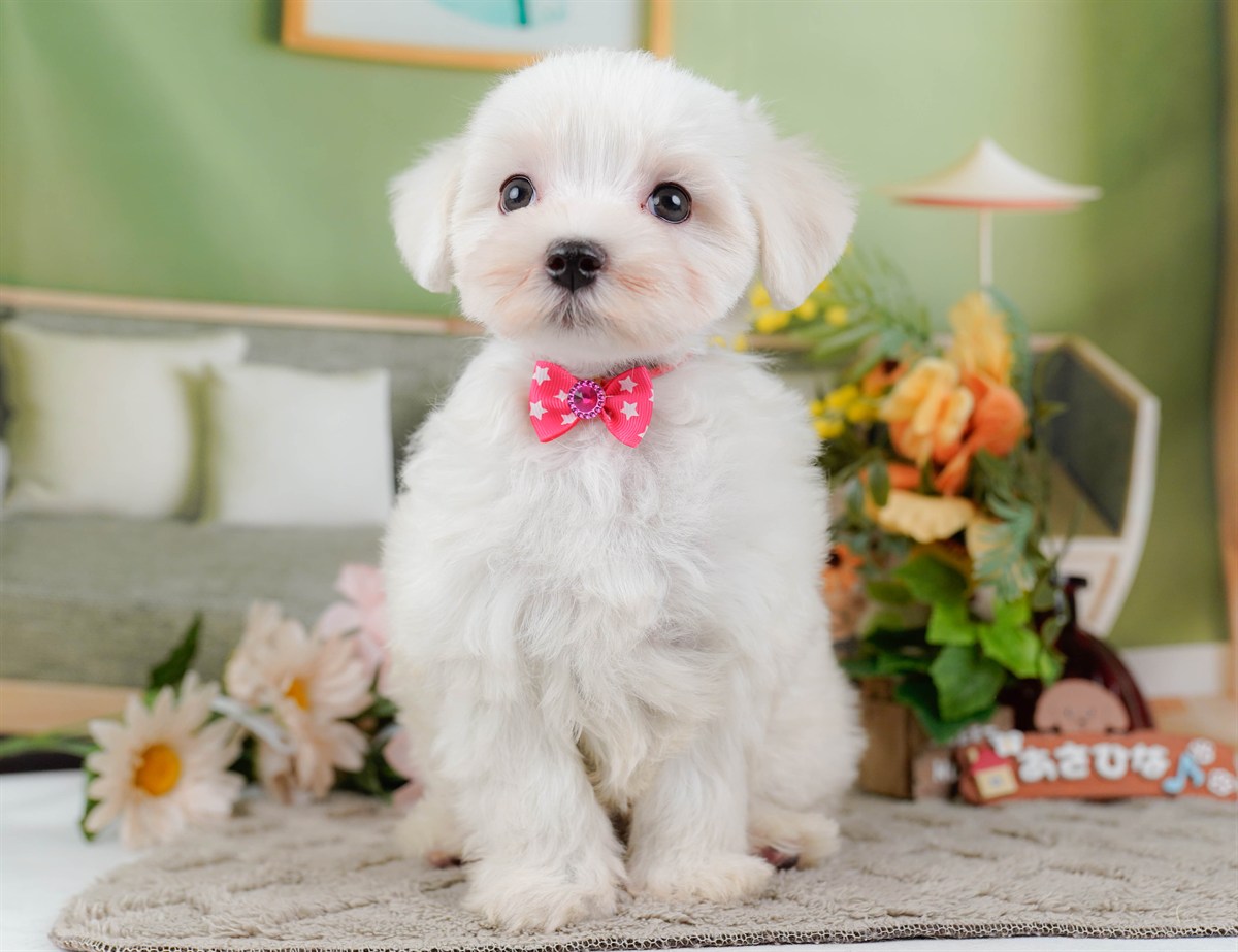 マルチーズ | 女の子 | ホワイト | 2026年2月8日（ID:dog-200015514）