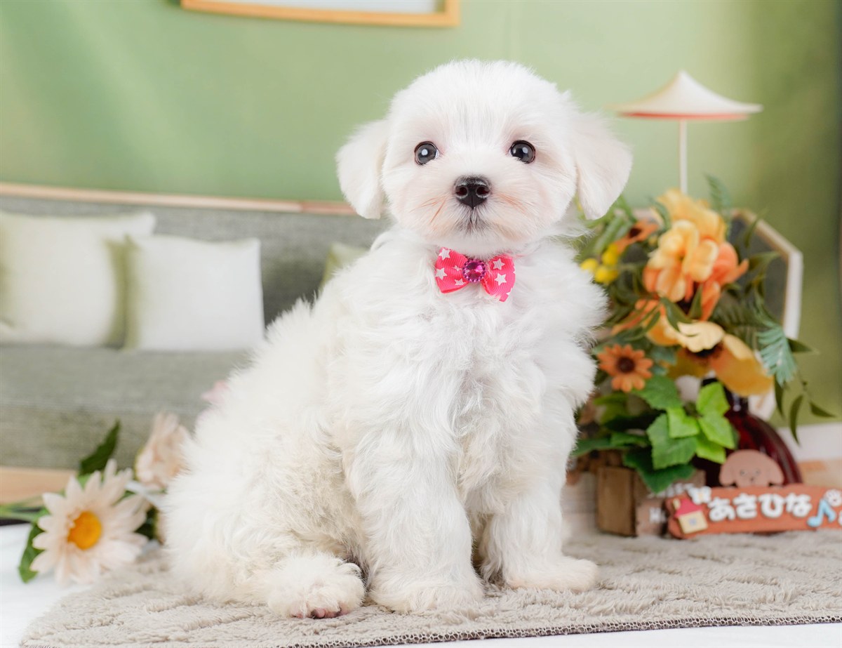 マルチーズ | 女の子 | ホワイト | 2026年2月8日（ID:dog-200015514）