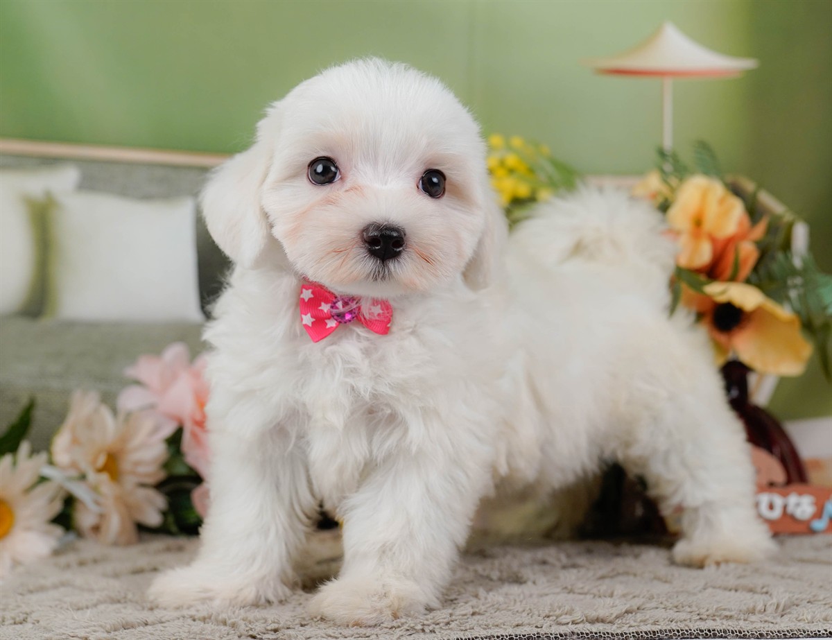 マルチーズ | 女の子 | ホワイト | 2026年2月8日（ID:dog-200015514）