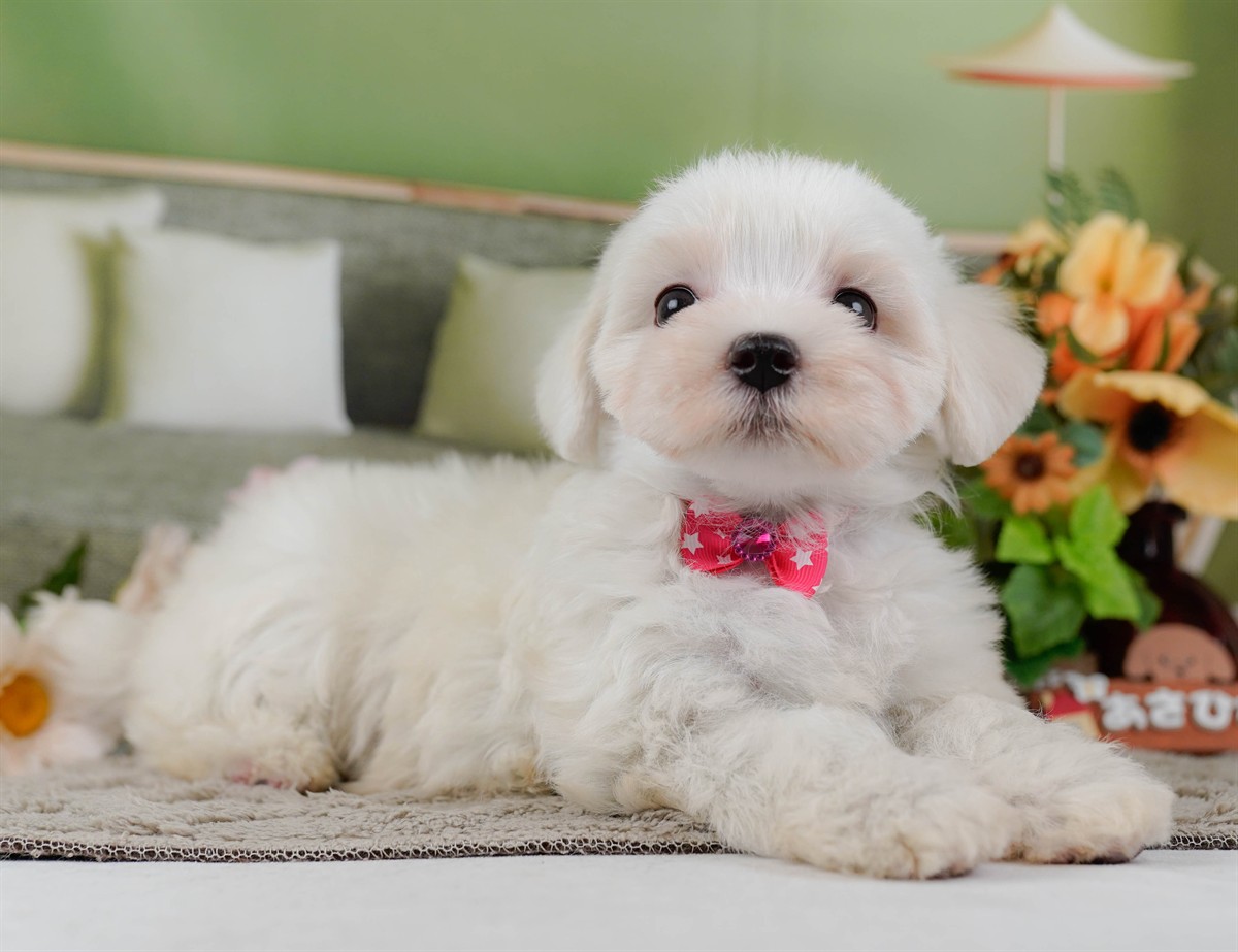マルチーズ | 女の子 | ホワイト | 2026年2月8日（ID:dog-200015514）