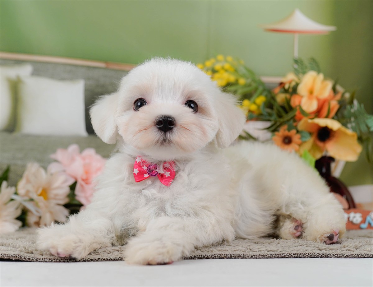 マルチーズ | 女の子 | ホワイト | 2026年2月8日（ID:dog-200015514）