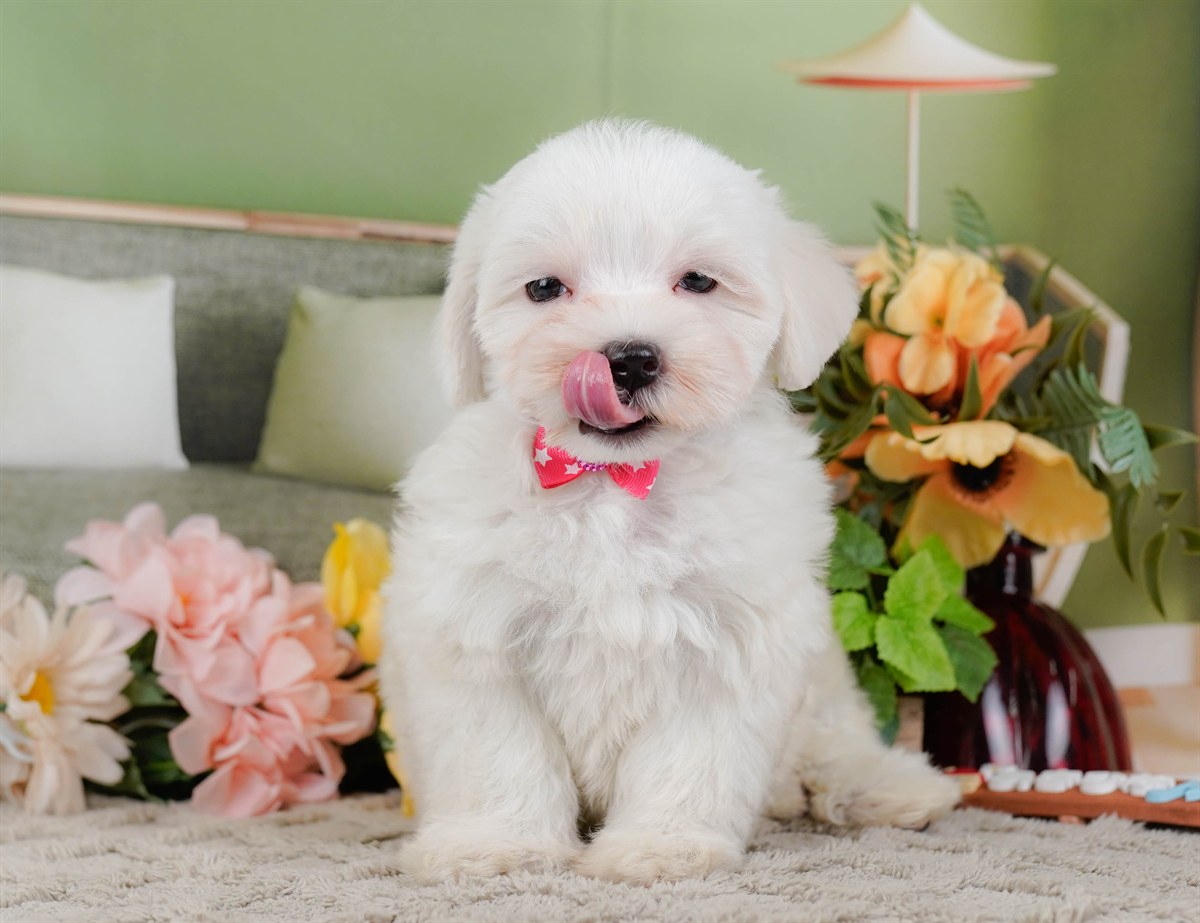 マルチーズ | 女の子 | ホワイト | 2026年2月8日（ID:dog-200015514）