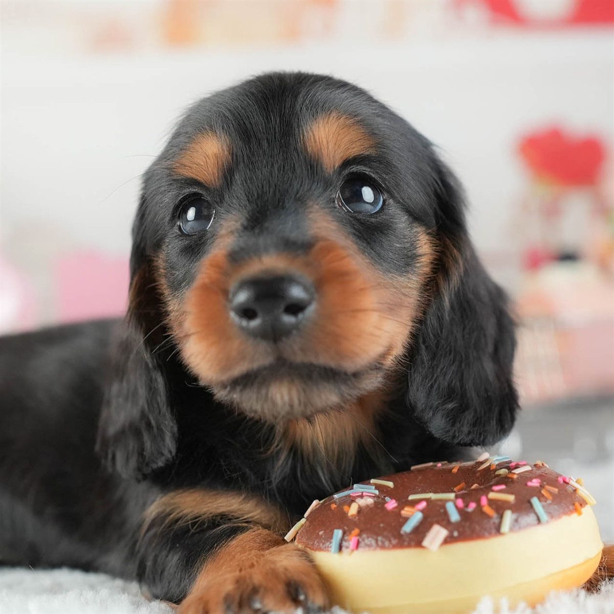 ミニチュア・ダックスフンド(ロング) | 男の子 | ブラック＆タン | 2026年2月8日