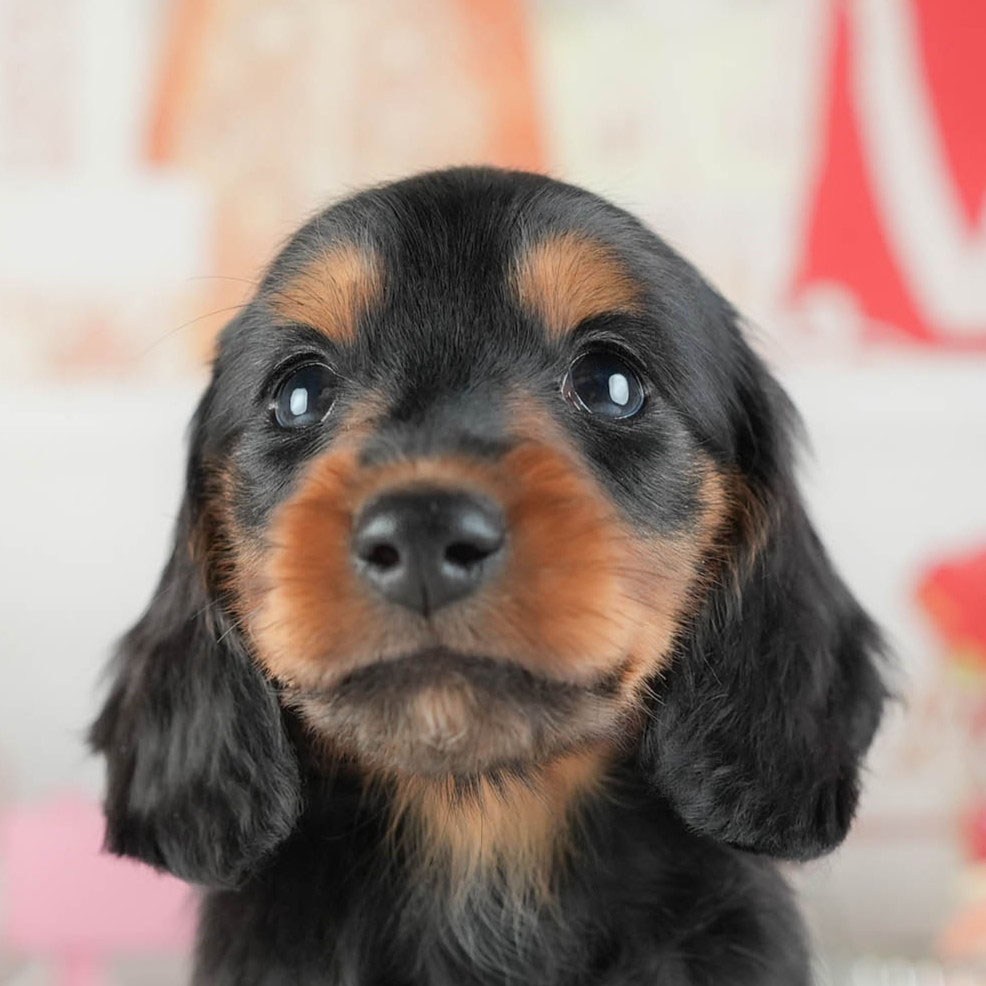 ミニチュア・ダックスフンド(ロング) | 男の子 | ブラック&タン | 2026年2月8日