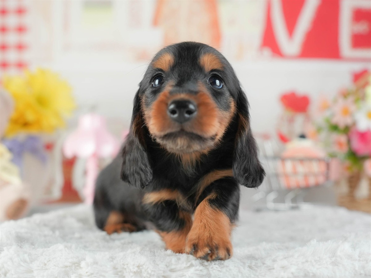 ミニチュア・ダックスフンド(ロング) | 男の子 | ブラック&タン | 2026年2月8日