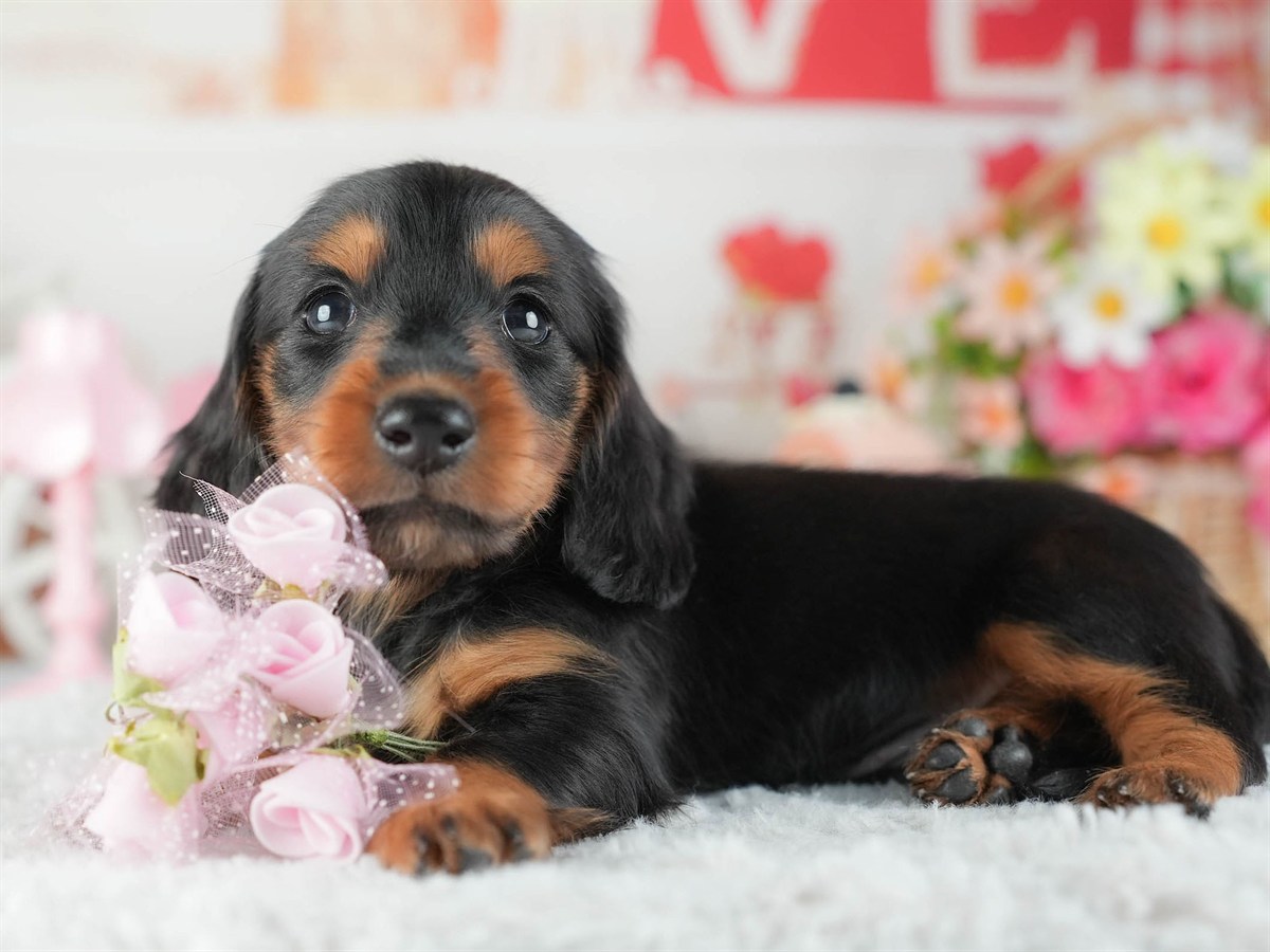 ミニチュア・ダックスフンド(ロング) | 男の子 | ブラック&タン | 2026年2月8日