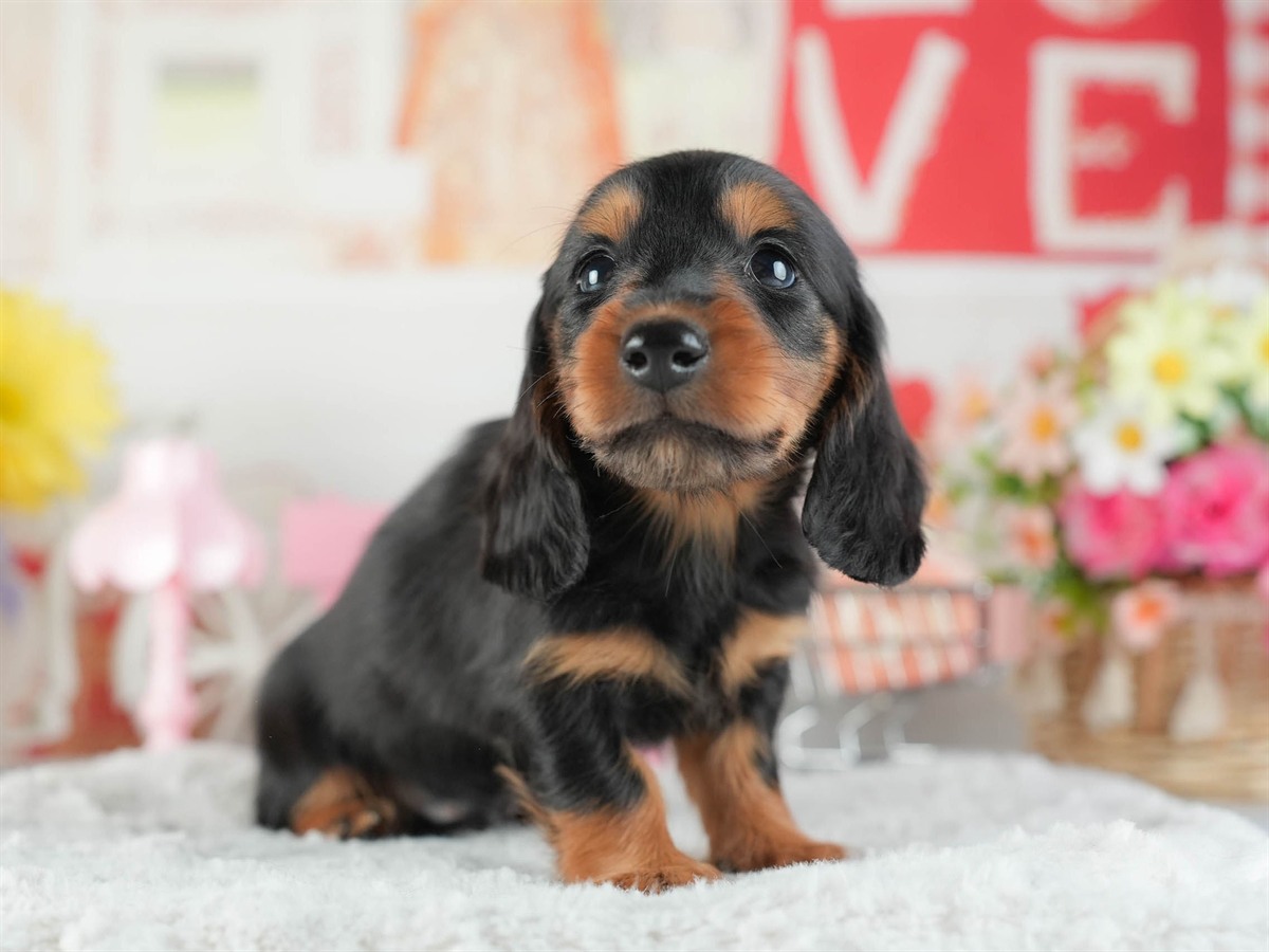 ミニチュア・ダックスフンド(ロング) | 男の子 | ブラック&タン | 2026年2月8日