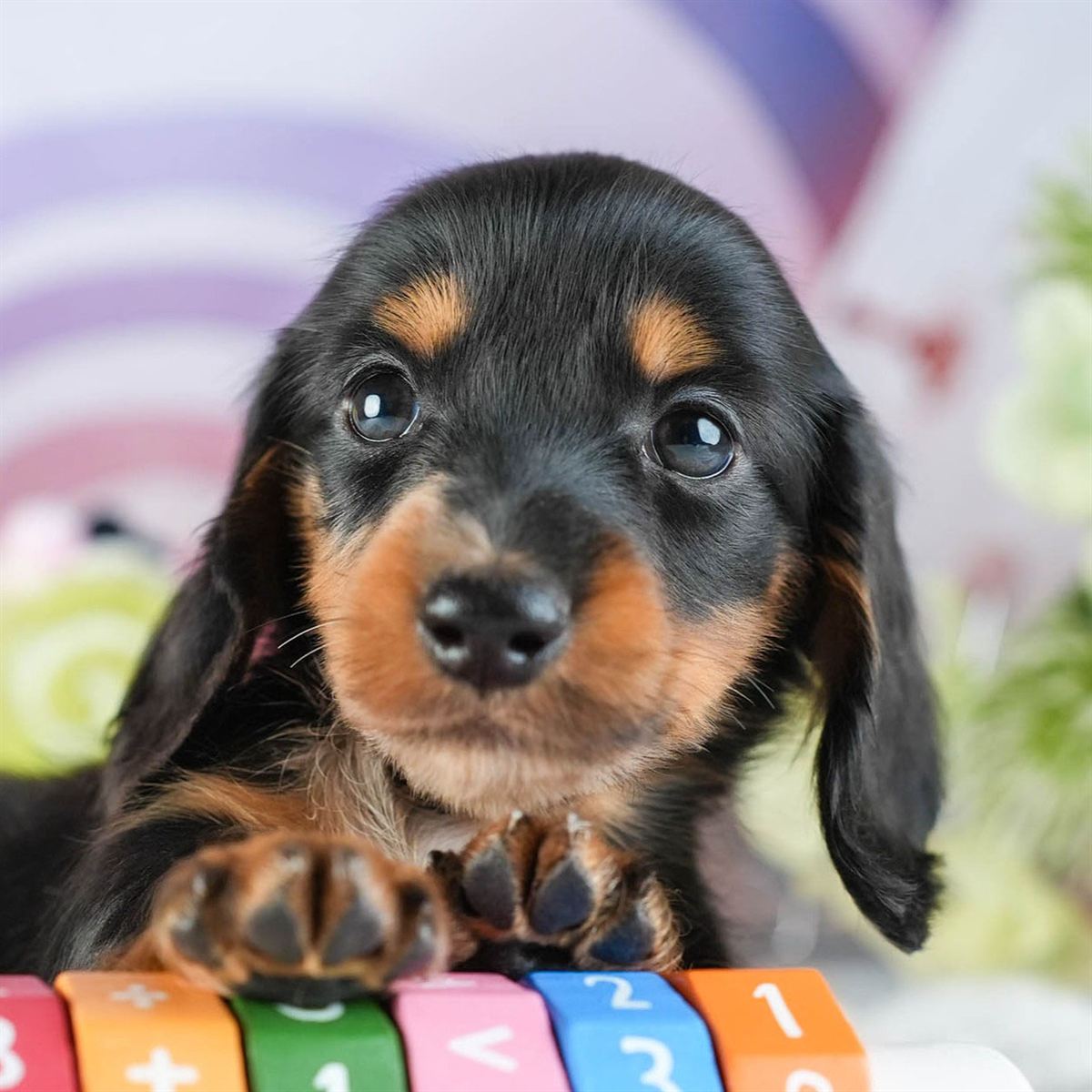 ミニチュア・ダックスフンド(ロング) | 女の子 | ブラック＆タン | 2026年2月8日