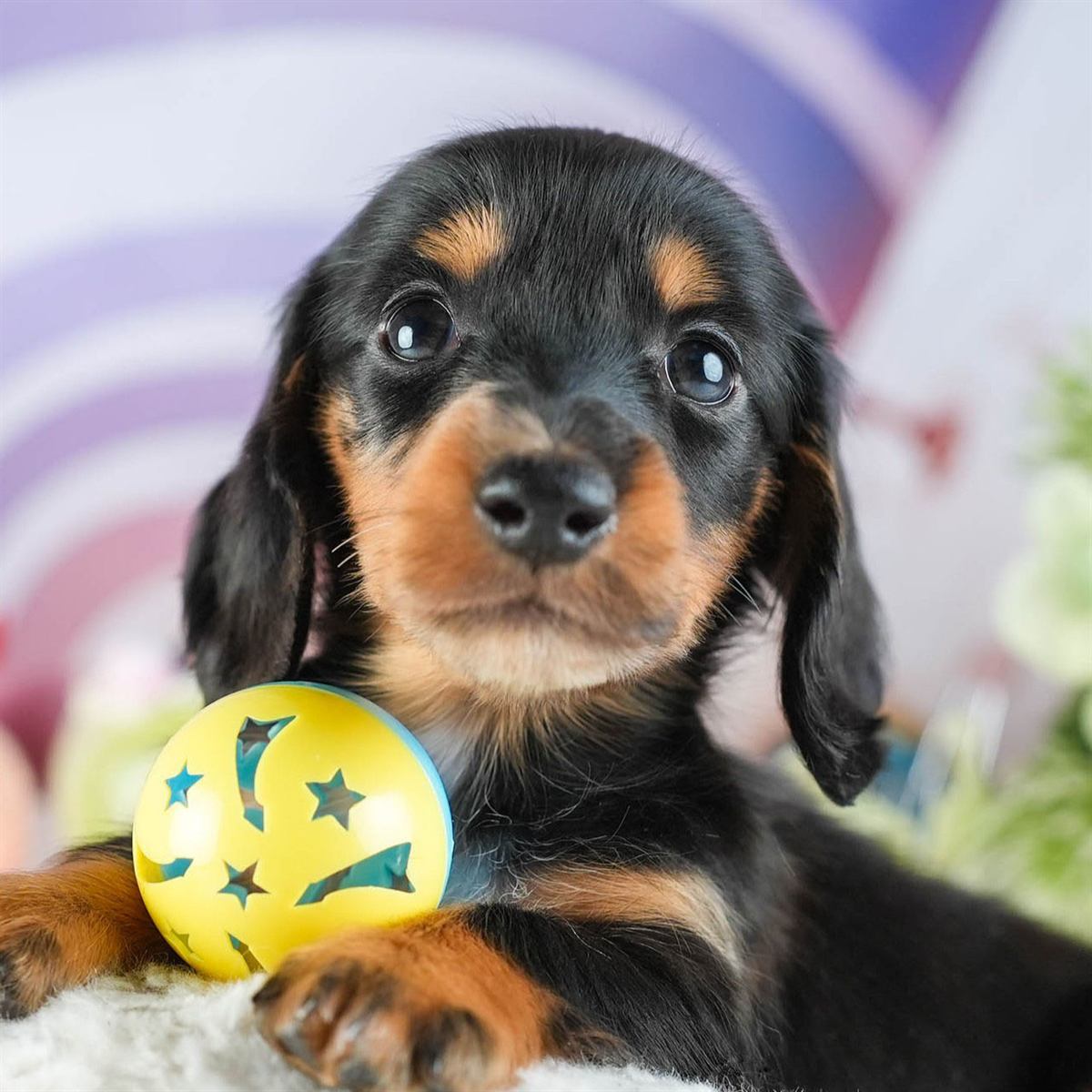 ミニチュア・ダックスフンド(ロング) | 女の子 | ブラック＆タン | 2026年2月8日