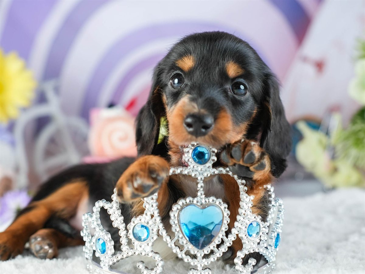 ミニチュア・ダックスフンド(ロング) | 女の子 | ブラック＆タン | 2026年2月8日