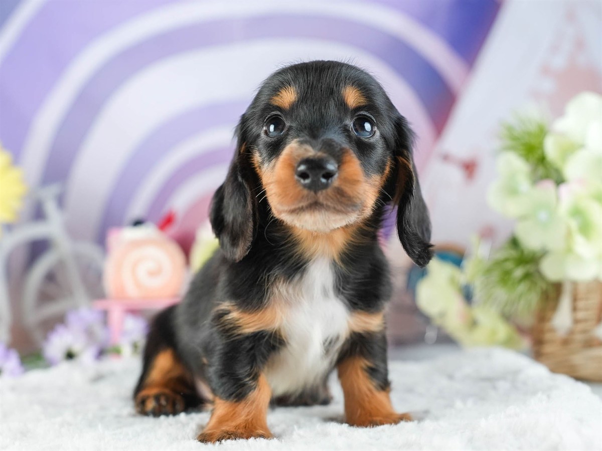 ミニチュア・ダックスフンド(ロング) | 女の子 | ブラック＆タン | 2026年2月8日