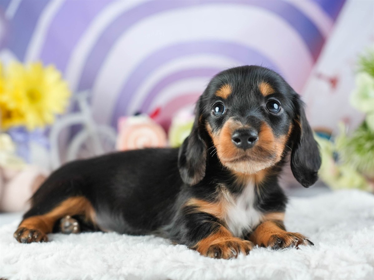 ミニチュア・ダックスフンド(ロング) | 女の子 | ブラック＆タン | 2026年2月8日