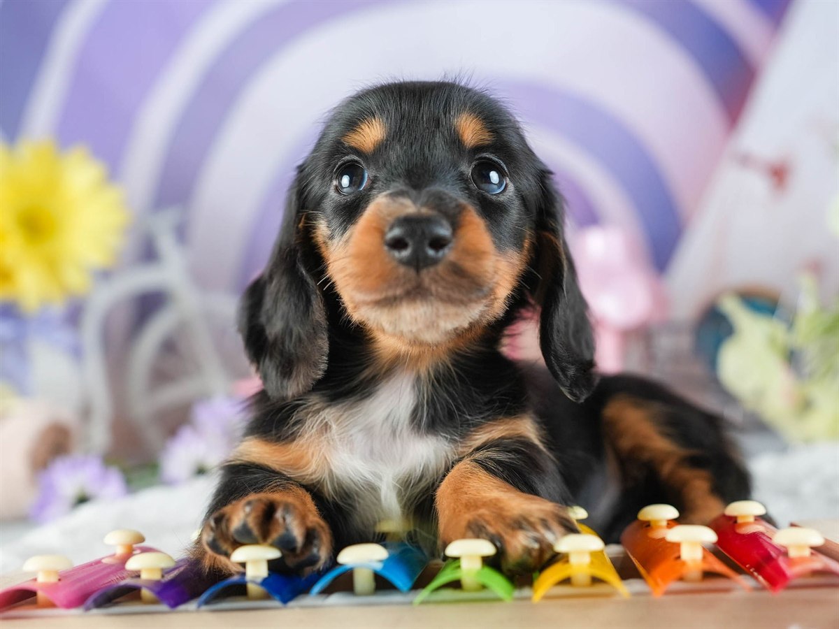 ミニチュア・ダックスフンド(ロング) | 女の子 | ブラック＆タン | 2026年2月8日