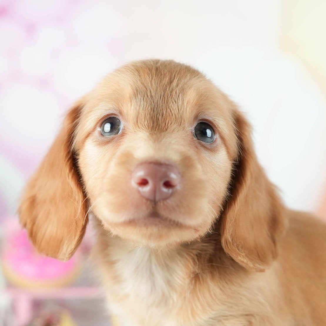 ミニチュア・ダックスフンド(ロング) | 男の子 | レッド | 2026年2月8日