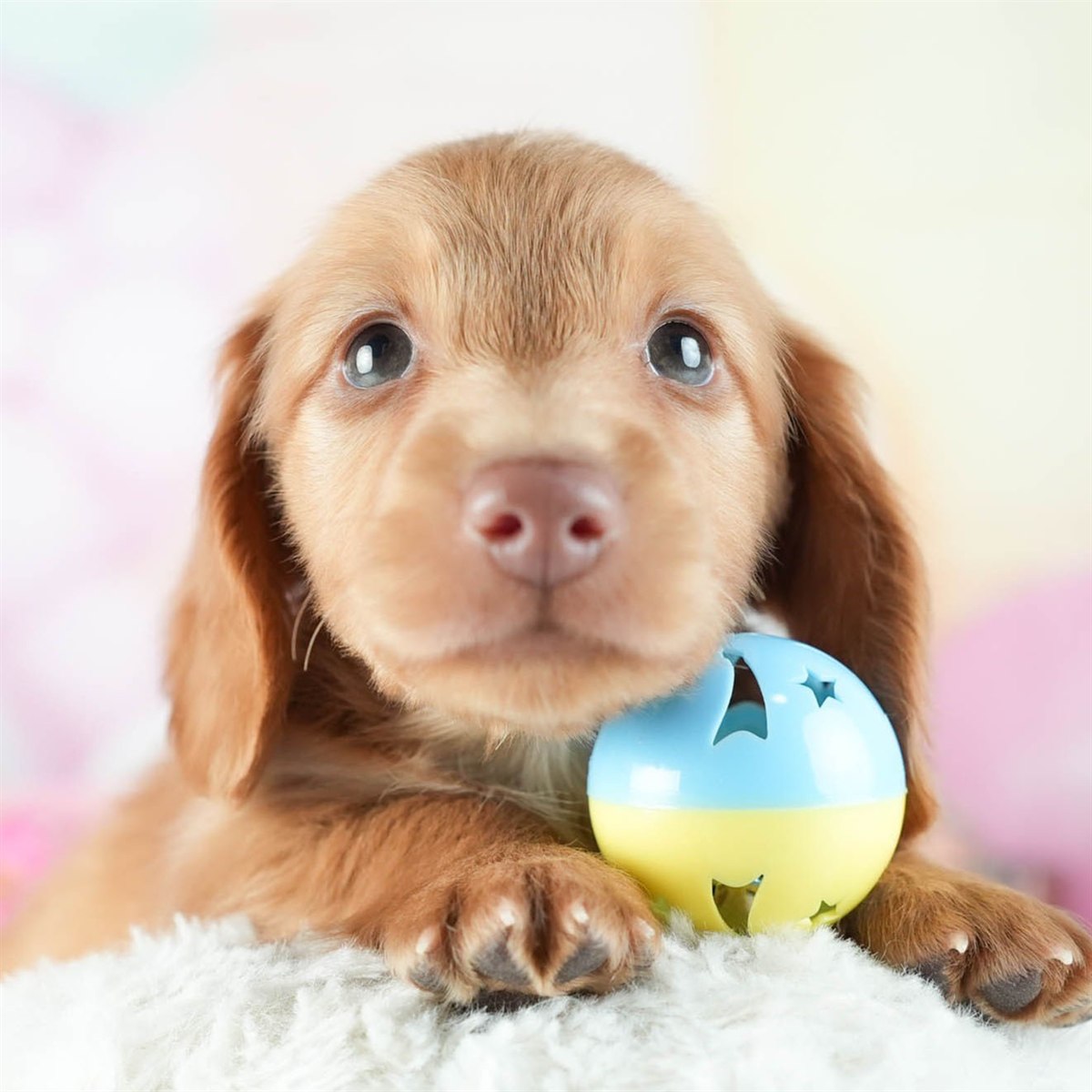 ミニチュア・ダックスフンド(ロング) | 男の子 | レッド | 2026年2月8日