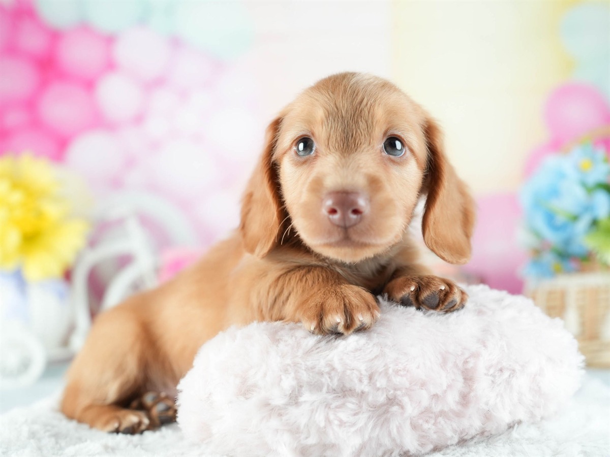 ミニチュア・ダックスフンド(ロング) | 男の子 | レッド | 2026年2月8日