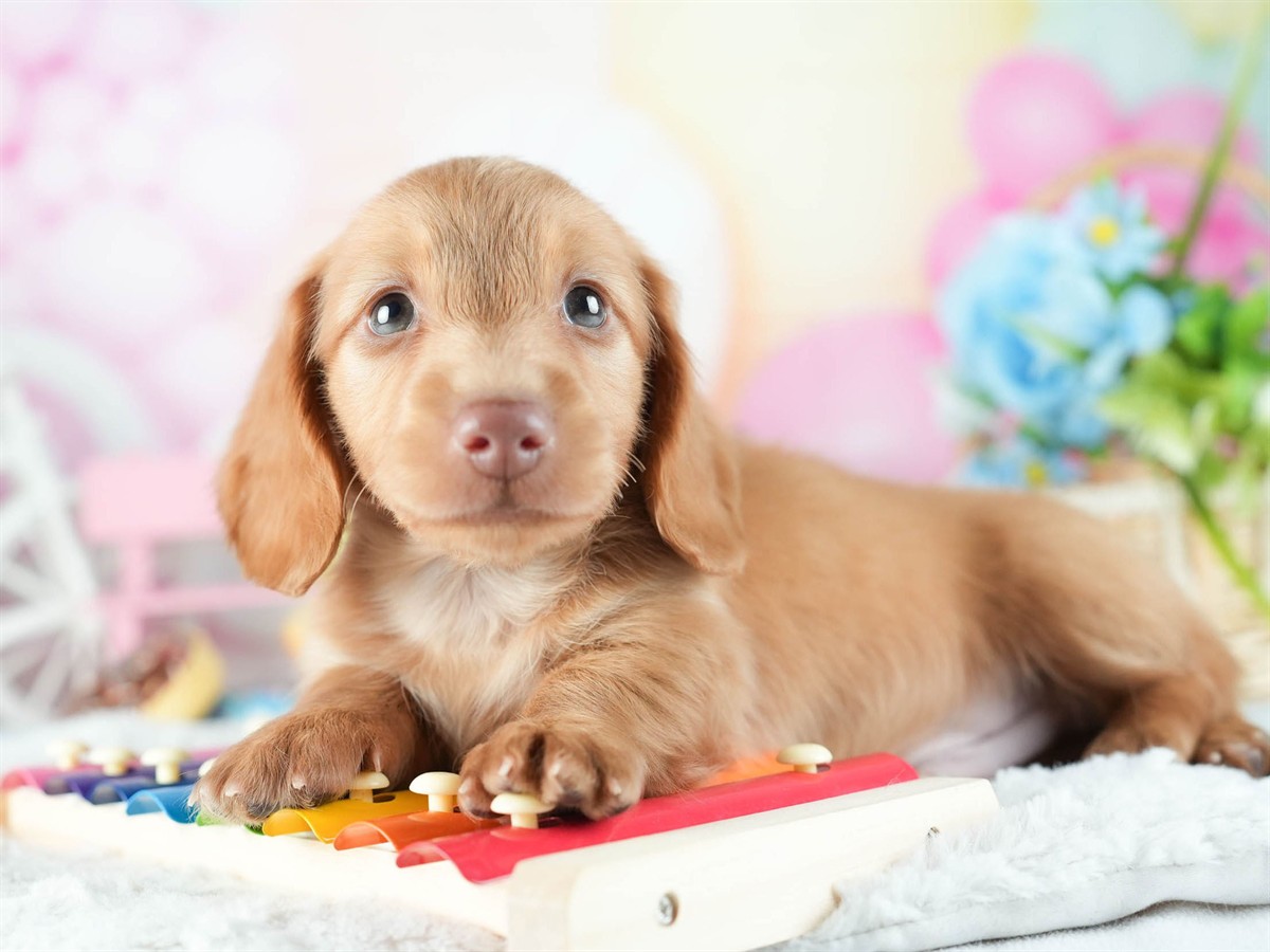 ミニチュア・ダックスフンド(ロング) | 男の子 | レッド | 2026年2月8日