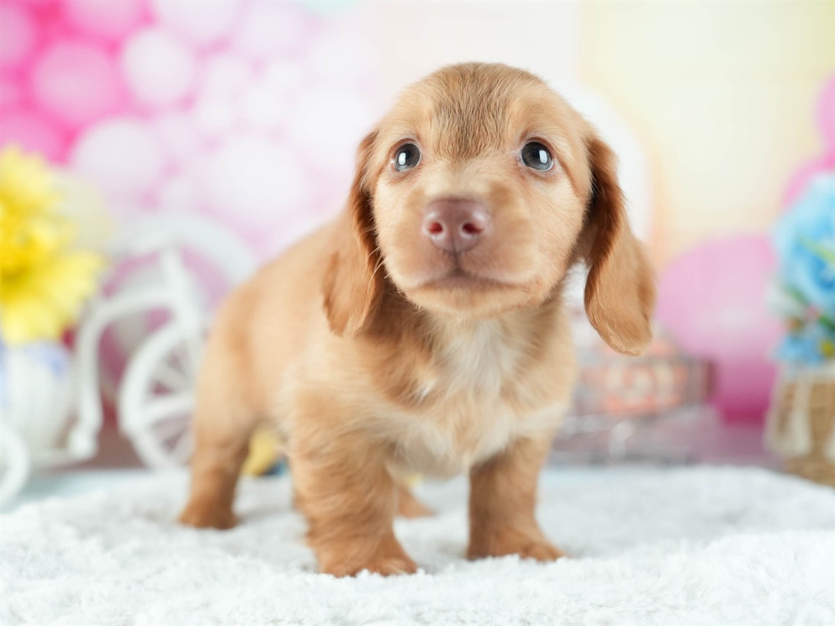 ミニチュア・ダックスフンド(ロング) | 男の子 | レッド | 2026年2月8日