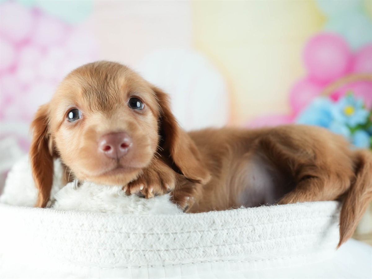 ミニチュア・ダックスフンド(ロング) | 男の子 | レッド | 2026年2月8日