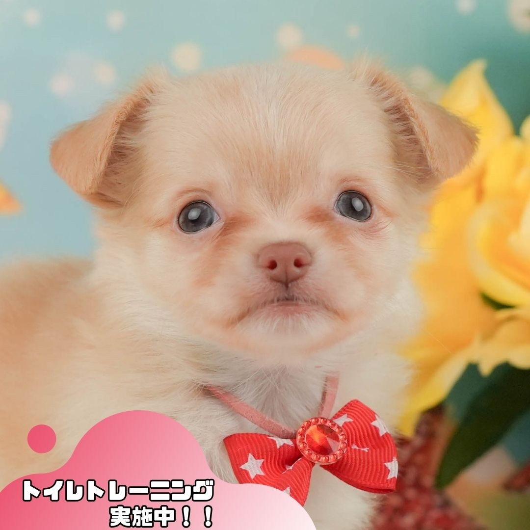 チワワ(ロング) | 女の子 | クリーム＆ホワイト | 2026年2月8日