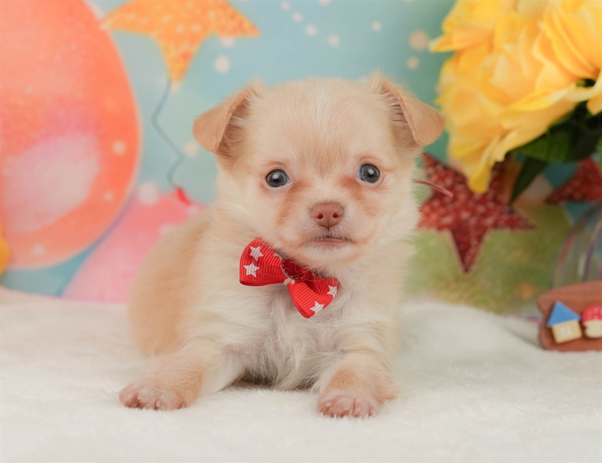チワワ(ロング) | 女の子 | クリーム＆ホワイト | 2026年2月8日