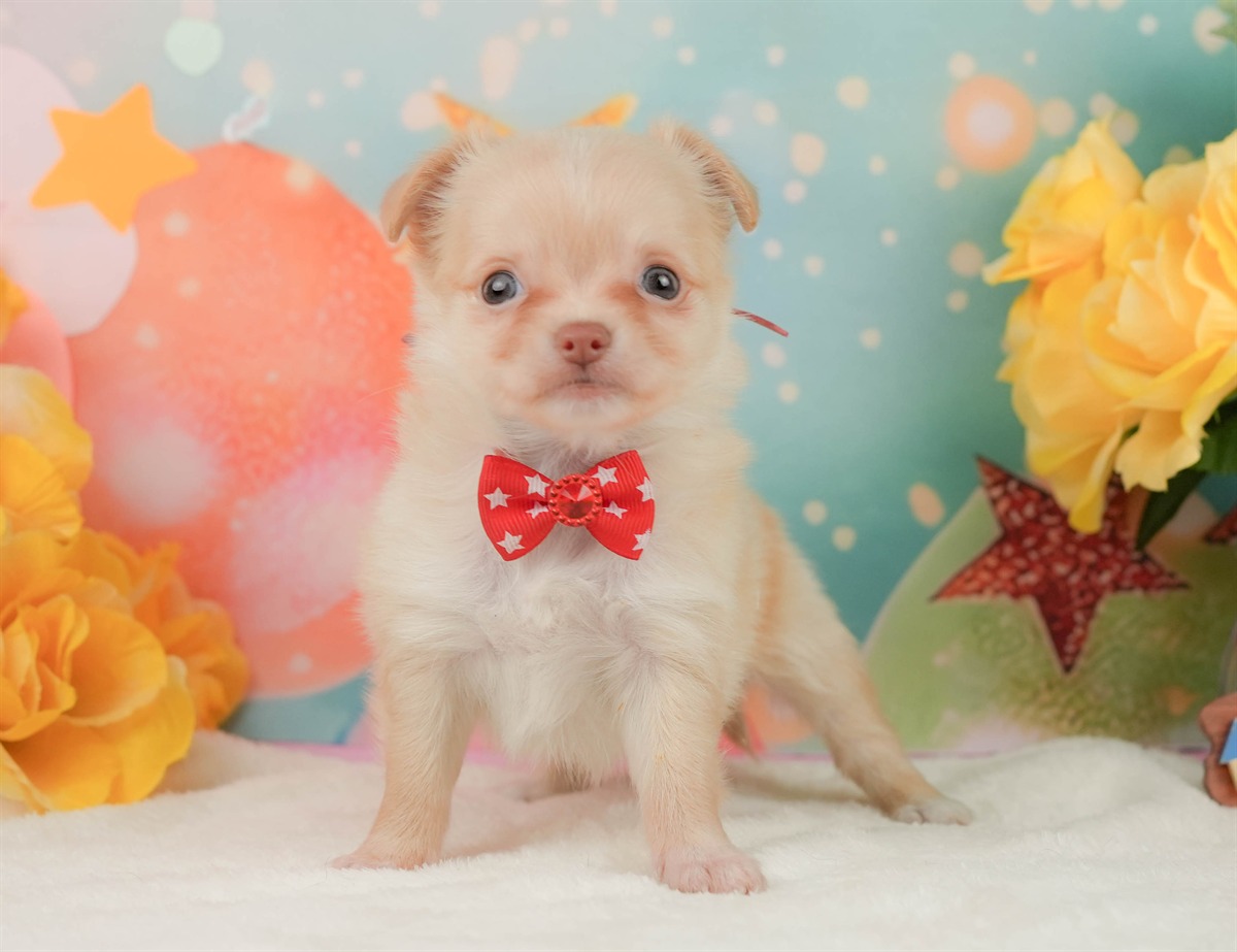 チワワ(ロング) | 女の子 | クリーム＆ホワイト | 2026年2月8日