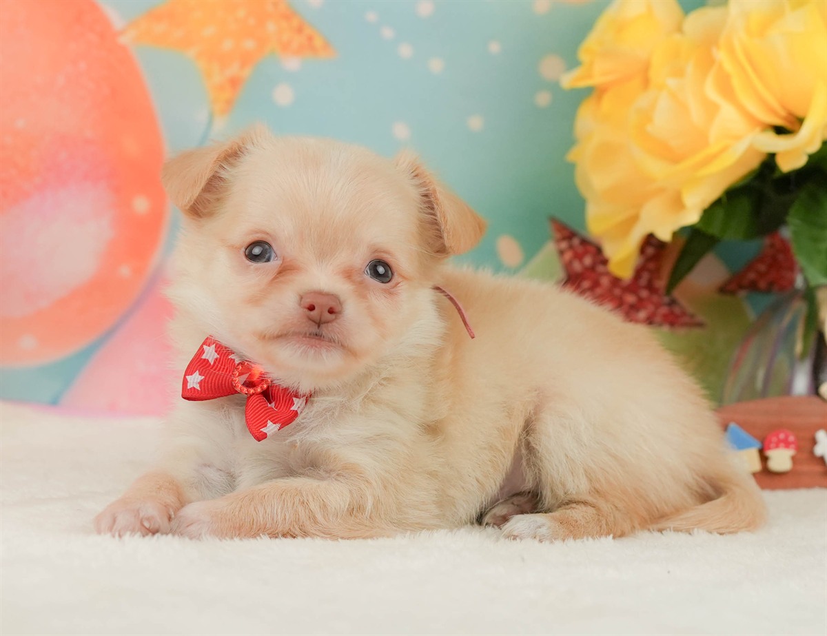 チワワ(ロング) | 女の子 | クリーム＆ホワイト | 2026年2月8日