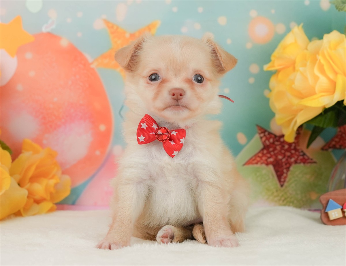 チワワ(ロング) | 女の子 | クリーム＆ホワイト | 2026年2月8日