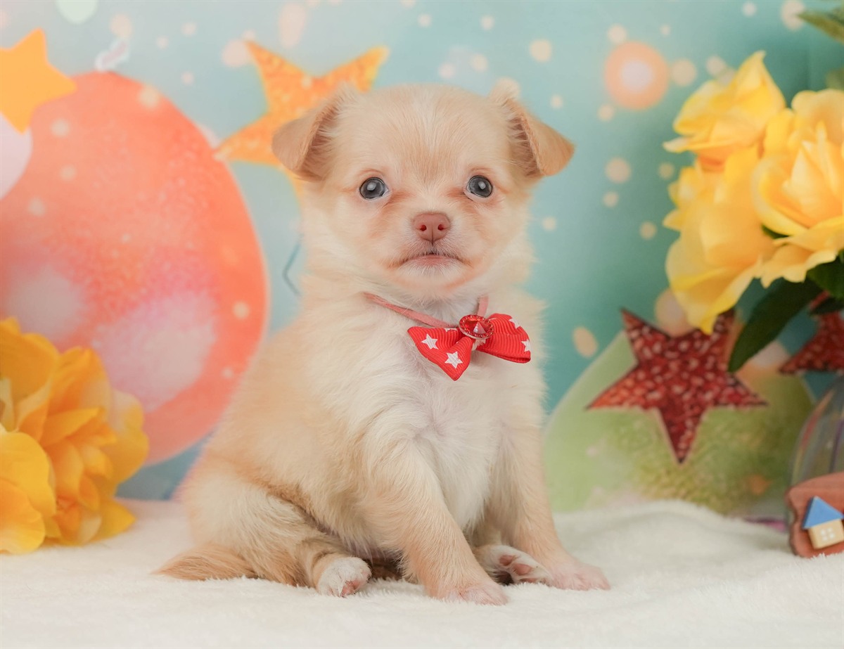 チワワ(ロング) | 女の子 | クリーム＆ホワイト | 2026年2月8日