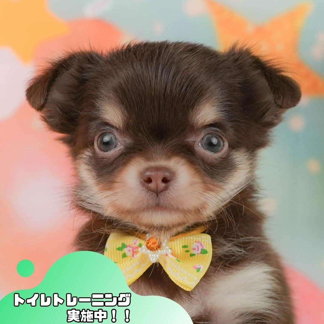 チワワ(ロング) | 女の子 | チョコレートタン＆ホワイト | 2026年2月8日