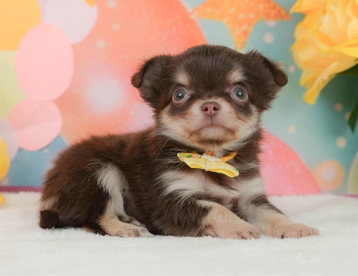 チワワ(ロング) | 女の子 | チョコレートタン＆ホワイト | 2026年2月8日