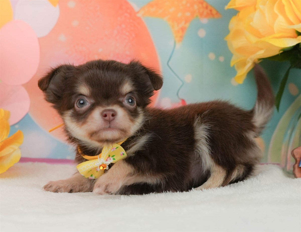 チワワ(ロング) | 女の子 | チョコレートタン＆ホワイト | 2026年2月8日