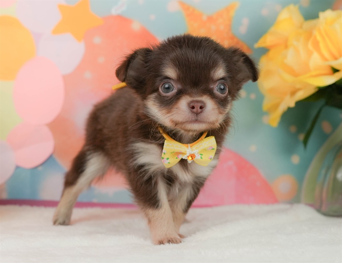 チワワ(ロング) | 女の子 | チョコレートタン＆ホワイト | 2026年2月8日