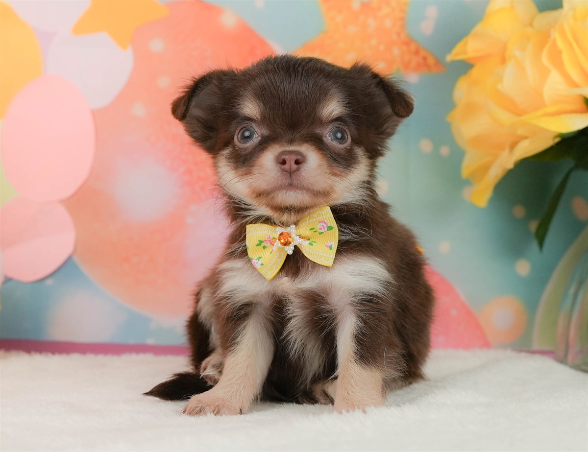 チワワ(ロング) | 女の子 | チョコレートタン＆ホワイト | 2026年2月8日