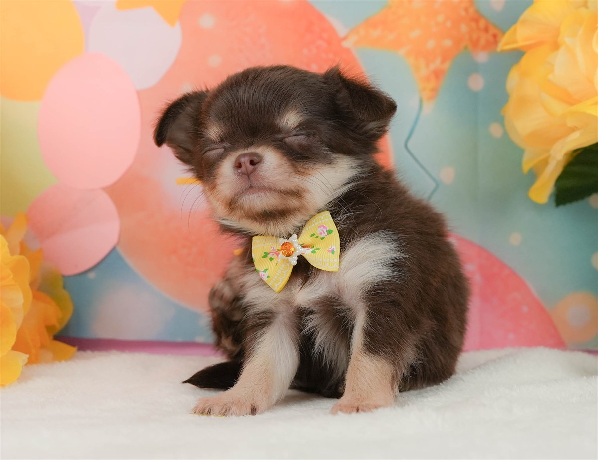 チワワ(ロング) | 女の子 | チョコレートタン＆ホワイト | 2026年2月8日